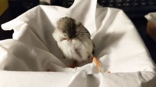 Baby zebra finch learning to eat on his own and stretching his wings