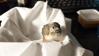 Baby zebra finch learning to eat on his own and stretching his wings