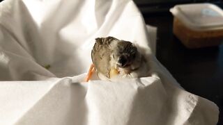 Baby zebra finch learning to eat on his own and stretching his wings