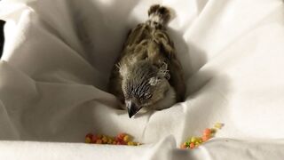 Baby zebra finch learning to eat on his own and stretching his wings