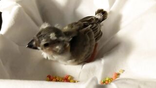 Baby zebra finch learning to eat on his own and stretching his wings