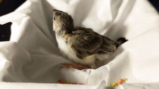 Baby zebra finch learning to eat on his own and stretching his wings