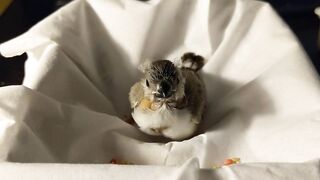 Baby zebra finch learning to eat on his own and stretching his wings