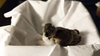 Baby zebra finch learning to eat on his own and stretching his wings