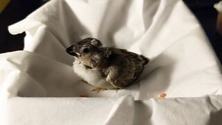 Baby zebra finch learning to eat on his own and stretching his wings