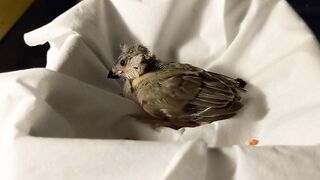 Baby zebra finch learning to eat on his own and stretching his wings