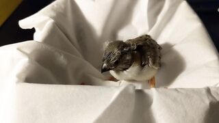 Baby zebra finch learning to eat on his own and stretching his wings