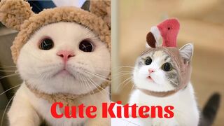 Cute Kittens - Funny and Cute Cat Videos Compilation 2023 - Part 35