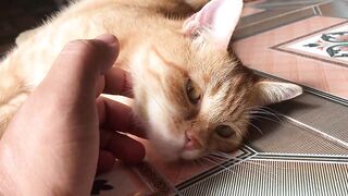 Cute Kittens - Funny and Cute Cat Videos Compilation 2023 - Part 35