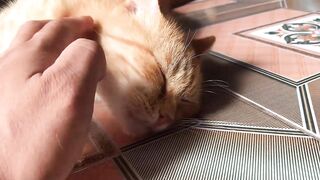 Cute Kittens - Funny and Cute Cat Videos Compilation 2023 - Part 35