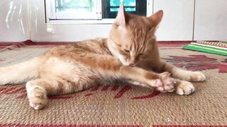 Cute Kittens - Funny and Cute Cat Videos Compilation 2023 - Part 35