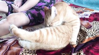 Cute Kittens - Funny and Cute Cat Videos Compilation 2023 - Part 35