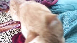 Cute Kittens - Funny and Cute Cat Videos Compilation 2023 - Part 35