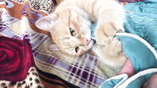 Cute Kittens - Funny and Cute Cat Videos Compilation 2023 - Part 35