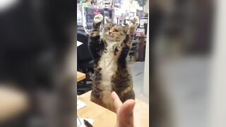 Crazy Funny Pets Viral Random Clips????|| Cute Funny Animals Fail Compilation????|| Funny Animals Dose