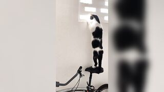 Crazy Funny Pets Viral Random Clips????|| Cute Funny Animals Fail Compilation????|| Funny Animals Dose