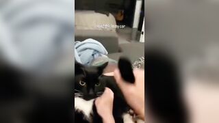 Crazy Funny Pets Viral Random Clips????|| Cute Funny Animals Fail Compilation????|| Funny Animals Dose