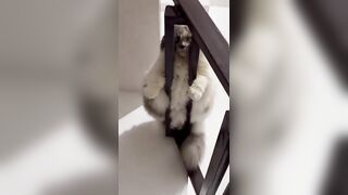 Crazy Funny Pets Viral Random Clips????|| Cute Funny Animals Fail Compilation????|| Funny Animals Dose