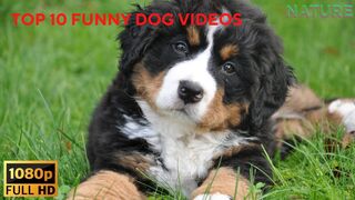 Baby Dogs || Cute and Funny Dog Videos Compilation #1 || 5 Minutes of Funny Puppy Videos 2023