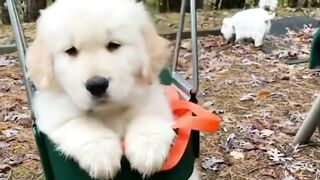 Baby Dogs || Cute and Funny Dog Videos Compilation #1 || 5 Minutes of Funny Puppy Videos 2023