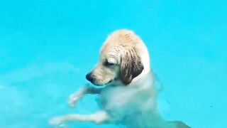 Baby Dogs || Cute and Funny Dog Videos Compilation #1 || 5 Minutes of Funny Puppy Videos 2023