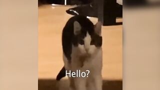 Cute And Funny Animals Compilation #13 #trending #funnyanimals #cat #dog #compilation #funnycats