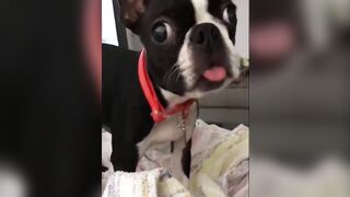 Cute And Funny Animals Compilation #13 #trending #funnyanimals #cat #dog #compilation #funnycats