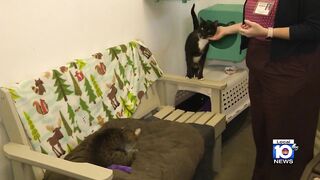 Deerfield Beach woman facing charges after keeping dozens of cats, dogs in filthy condition.