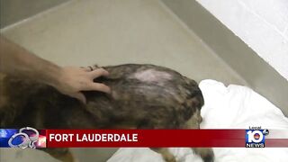 Deerfield Beach woman facing charges after keeping dozens of cats, dogs in filthy condition.