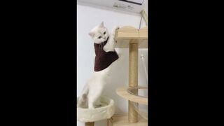 Cute And Funny Animals Compilation #20 #trending #funnyanimals #cat #dog #compilation #funnycats