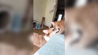 Cute And Funny Animals Compilation #20 #trending #funnyanimals #cat #dog #compilation #funnycats