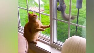 Funniest Animals compilation 2023 _ Funniest cats ???? / DOGS ???? _ Funny videos ????????????