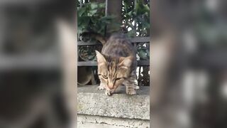 Cute Cat Compilation ????