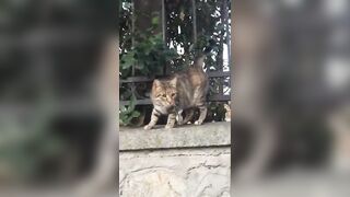 Cute Cat Compilation ????