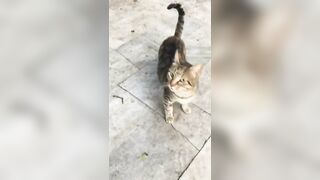 Cute Cat Compilation ????