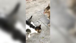 Cute Cat Compilation ????