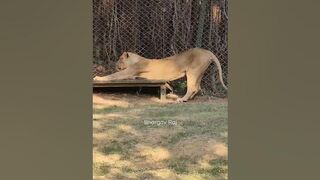 Lioness Body Stretching