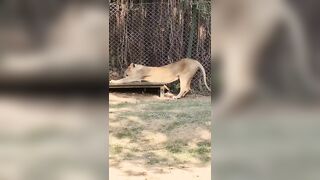 Lioness Body Stretching