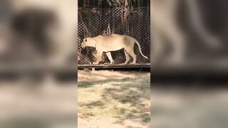 Lioness Body Stretching