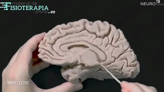 BRAIN: Modelo realista flexible del cerebro (3 piezas) - Material de Fisioterapia Online