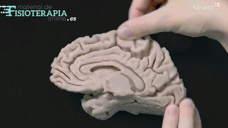 BRAIN: Modelo realista flexible del cerebro (3 piezas) - Material de Fisioterapia Online