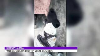 Viral TikTok clip shows dogwalker's bus filled with very good passengers