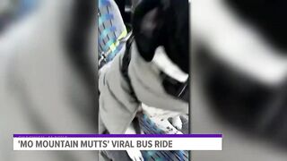 Viral TikTok clip shows dogwalker's bus filled with very good passengers