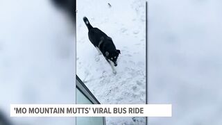 Viral TikTok clip shows dogwalker's bus filled with very good passengers