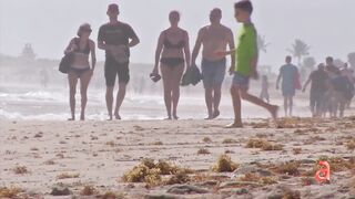 Reportan alta concentración de materia fecal en la playa de Miami Beach