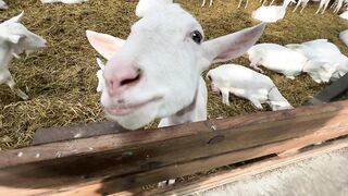 i took my best friend to the beach (and we met goats)