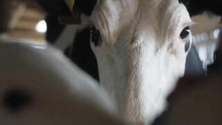 Cow - Official Trailer | HD | IFC Films