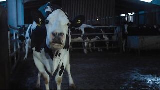 Cow - Official Trailer | HD | IFC Films