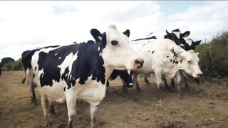 Cow - Official Trailer | HD | IFC Films