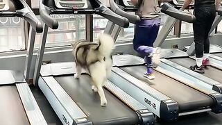 Funny dog ​​goes to buy oranges????Dog and man practice yoga together????